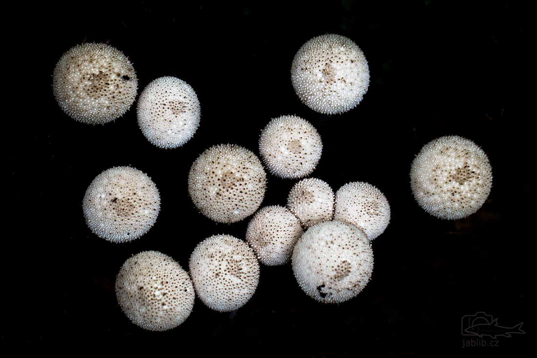 Pýchavka obecná (Lycoperdon perlatum)