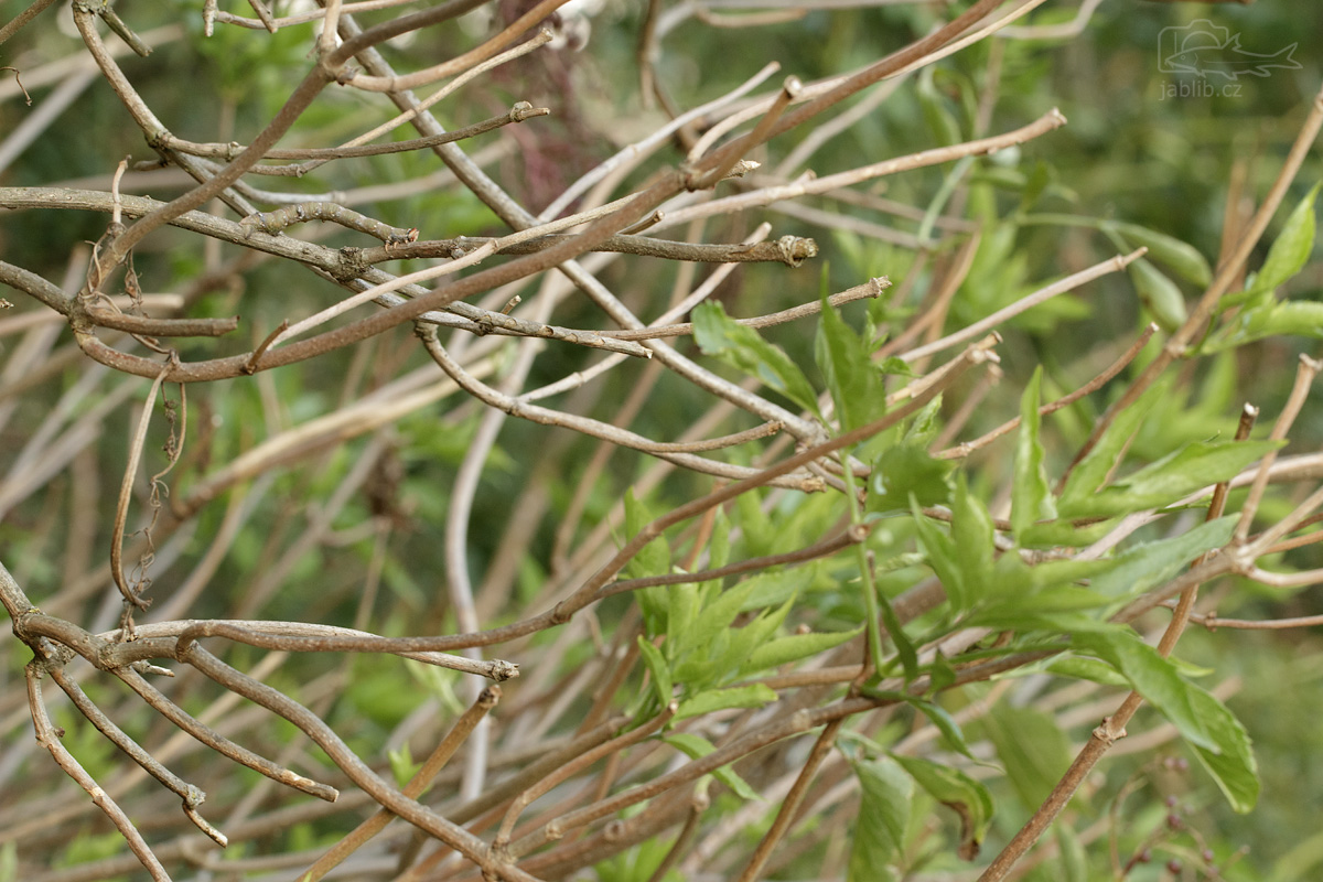 Píďalka (Geometridae)