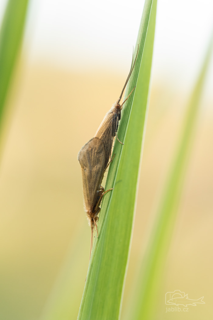 Chrostíci (Trichoptera)