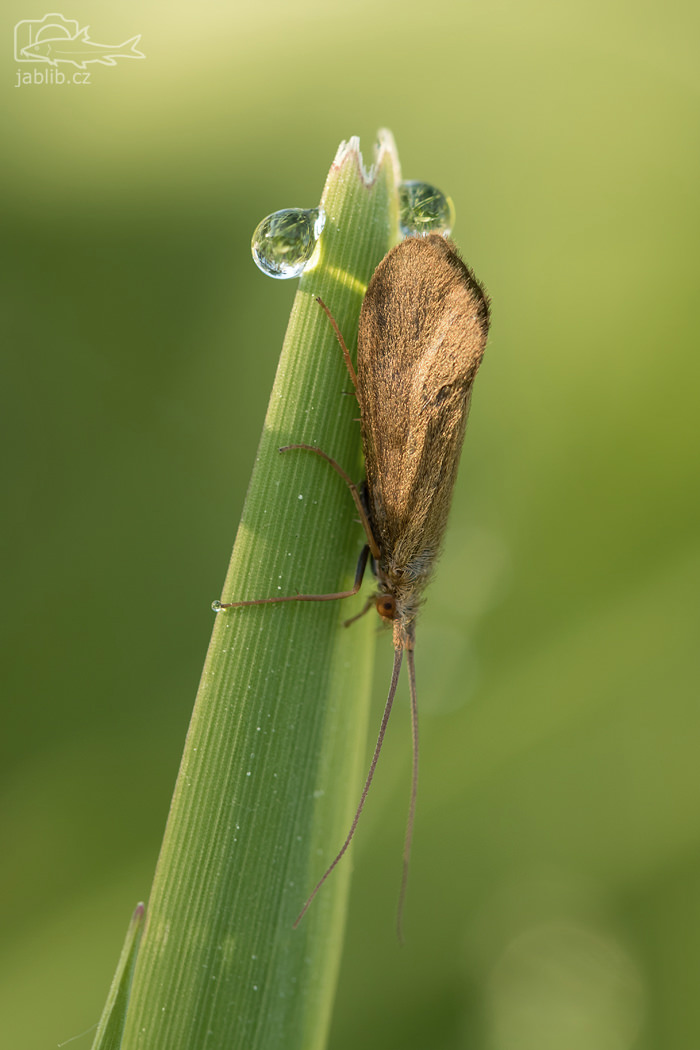 Chrostík (Trichoptera), imago