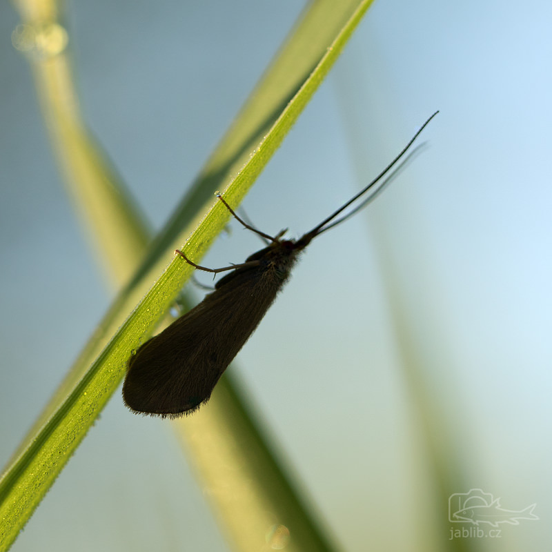 Chrostík (Trichoptera)