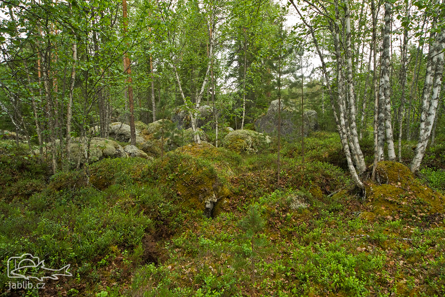 Severský les