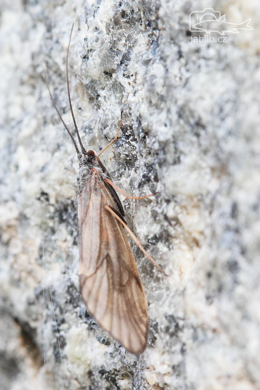 Dospělé imago chrostíka (Trichoptera)