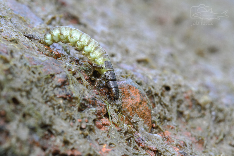     Larva chrostíka (Trichoptera)