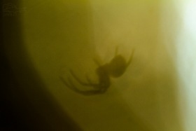 Pavouček (Araneae) Přiblíženo a rozostřeno, snaha vytvořit efekt pavoučího stínu.