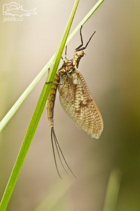 Jepice (Ephemeroptera)