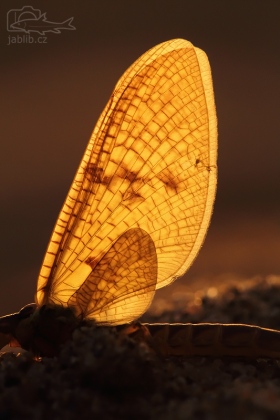 Jepice (Ephemeroptera)