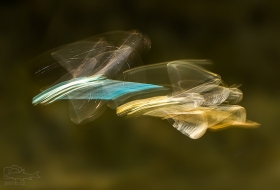 Šídélko brvonohé (Platycnemis pennipes) Létící spojený pár šidélek v pohybu. Fotografii nebylo lehké pořídit, trvalo delší dobu než se mi podařilo nastavit ten správný expoziční čas.