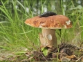 Hřib dubový ( Boletus reticulatus)
