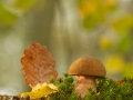 Hřib kovář (Boletus erythropus)