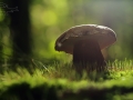 Hřib dubový ( Boletus reticulatus)