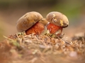 Hřib kovář (Boletus erythropus)