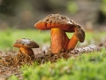 Hřib kovář (Boletus erythropus)
