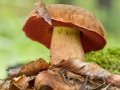Hřib kovář (Boletus erythropus)