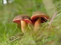 Hřib kovář (Boletus erythropus)