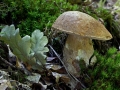 Hřib dubový ( Boletus reticulatus)