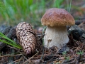 Hřib smrkový (Boletus edulis)