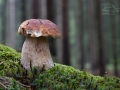 Hřib smrkový (Boletus edulis)