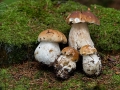 Hřib smrkový (Boletus edulis)