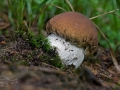 Hřib smrkový (Boletus edulis)
