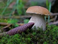 Hřib smrkový (Boletus edulis)