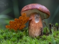 Hřib hnědý (Boletus badius)