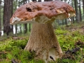 Hřib smrkový (Boletus edulis)