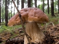 Hřib smrkový (Boletus edulis)