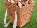 Hřib smrkový (Boletus edulis)