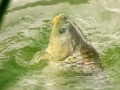 Kapr obecný (Cyprinus carpio)