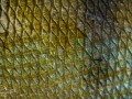 Okoun říční (Perca fluviatilis)