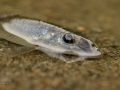 Hrouzek obecný (Gobio gobio)
