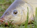 Lín obecný (Tinca tinca)