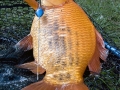 Karas stříbřitý (Carassius auratus)