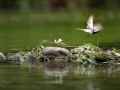 Konipas bílý (Motacilla alba)