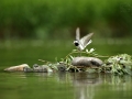 Konipas bílý (Motacilla alba)