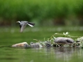 Konipas bílý (Motacilla alba)