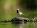 Konipas bílý (Motacilla alba)