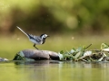 Konipas bílý (Motacilla alba)
