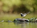 Konipas bílý (Motacilla alba)