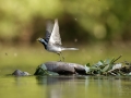 Konipas bílý (Motacilla alba)