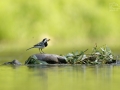 Konipas bílý (Motacilla alba)