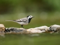 Konipas bílý (Motacilla alba)