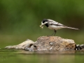 Konipas bílý (Motacilla alba)