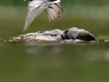Konipas bílý (Motacilla alba)