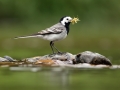 Konipas bílý (Motacilla alba)