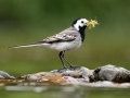 Konipas bílý (Motacilla alba)