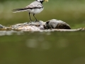 Konipas bílý (Motacilla alba)