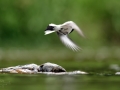 Konipas bílý (Motacilla alba)