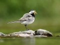 Konipas bílý (Motacilla alba)